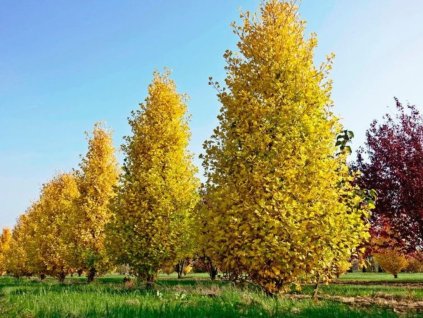Ginko dvojlaločné Fastigiata Blagon 240-260cm, rozvetvený, kont. 70 l