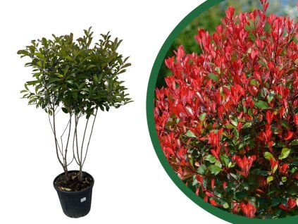 Viackmenné dreviny Červienka fraserová Red Robin multikmeň 140 160cm