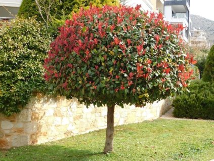Červienka Red Robin na 170-190cm kmienku, výška 260-350cm, obvod kmeňa 10-12cm , C45 l