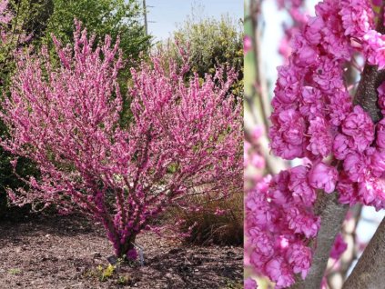 Okrasné stromy Judášovec kanadský 'Pink Pom Poms'