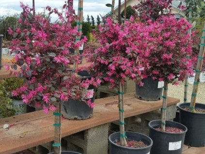 Dreviny na kmienku Loropetalum chinense ‘Rubra’ na kmienku(1)