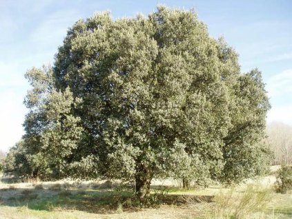 Okrasné stromy Dub cezmínový 160-180cm, rozvetvený