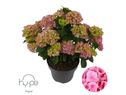 Hortenzia kalinolistá Hy-pe Original MopHead Pink