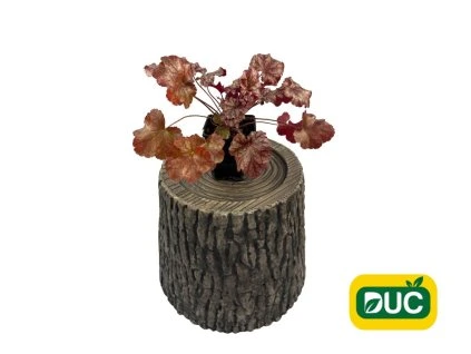 Trvalky Heuchera World Caffe Americano