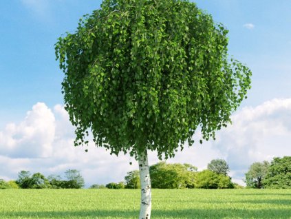 Breza previsnutá MAGICAL GLOBE na 140-150cm kmeni, v. 220-250cm, obv. kmeňa 12-14cm, C20l