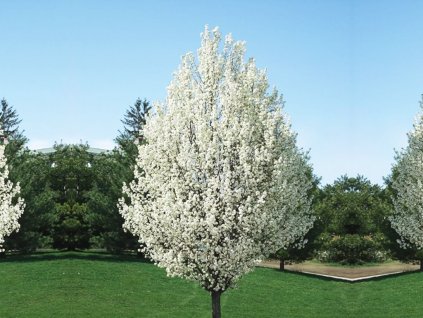Okrasná hruška Chanticleer na kmienku, výška 250-300cm, obv. kmeňa 6-8cm, kont. 25 l