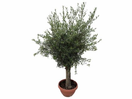 Dreviny na kmienku Olivovník európsky na 50 60cm kmienku(1)