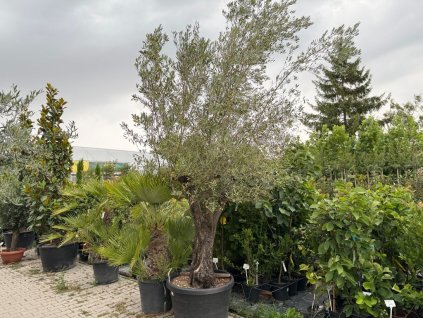 Exotické rastliny Olivovník európsky bonsaj, obvod kmeňa 70 80cm