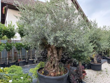 Olivovník európsky bonsaj, obvod kmeňa 140 170cm