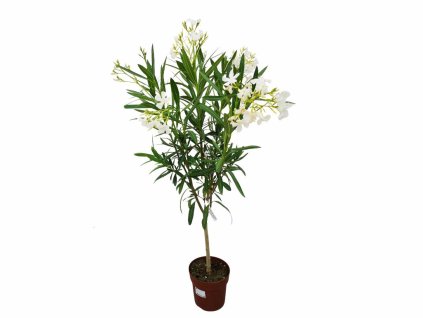 Dreviny na kmienku Oleander biely na kmienku Soeur Agnes