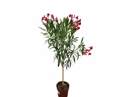 Dreviny na kmienku Oleander červený na kmienku Jannoch