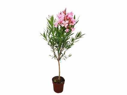 Dreviny na kmienku Oleander ružový na kmienku Magaly(2)