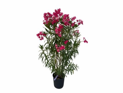 Exotické rastliny Oleander cyklámenový Margharita(2)