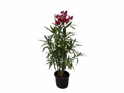 Exotické rastliny Oleander červený 40 60 cm(2)