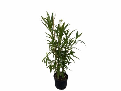 Oleander biely 40 60 cm