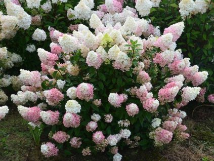 Okrasné kry Hortenzia metlinatá Sundae Fraise 30 40cm(1)