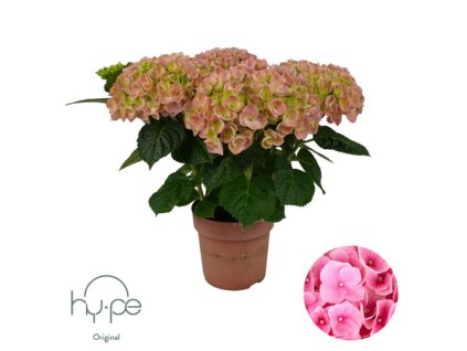 Hortenzia kalinolistá Mophead Pink(1)