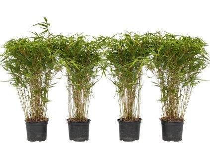Fargesia Gansu neinvazívny 30 50cm(1)