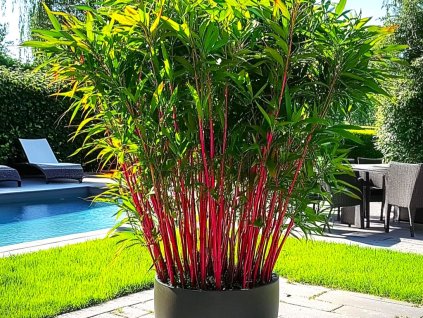 Bambus Fargesia Red Dragon neinvazívny 30 40cm(1)