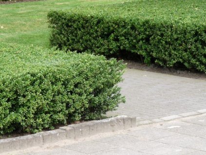 Živý plot cezmína Luxus Hedge(2)