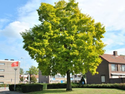 Dreviny na kmienku Agát biely Frisia na 140 150cm kmienku(1)