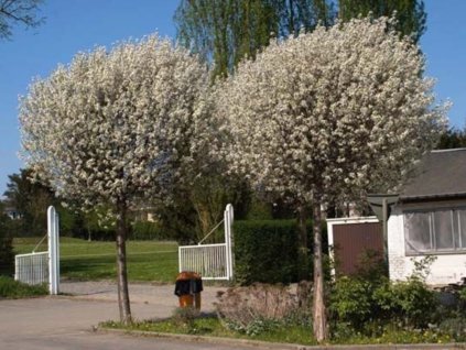 Dreviny na kmienku Hloh obyčajný Compacta na kmienku 130 160cm(1)
