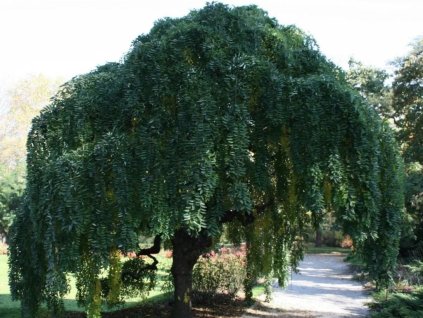 Sofora japonská Pendula na kmienku 110-150cm, kont. C5