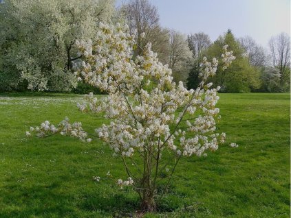 Muchovník lamarckov 30-50cm - Amelanchier lamarckii kont. 2 l