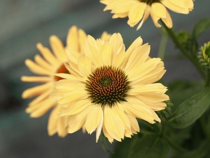 Trvalky Echinacea purpurová Aloha