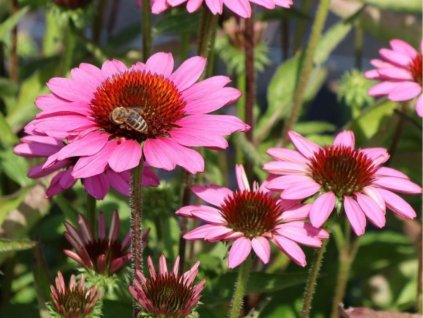 Trvalky Echinacea purpurová SunMagic Vintage Pink