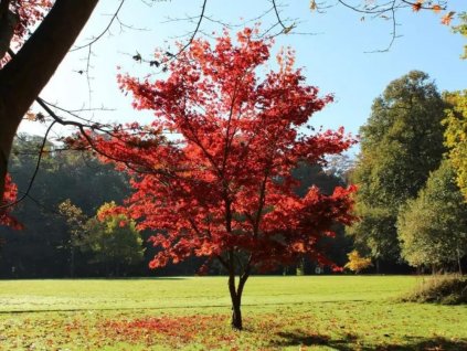 Javor dlaňovitolistý Atropurpureum 30-40cm - Acer palmatum, kont. p10