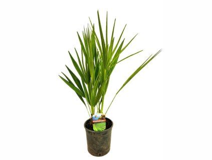 Palmy Chamaerops Humilis