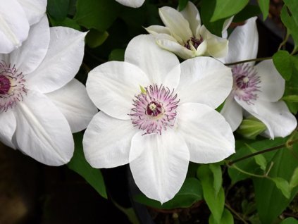 Plamienok Miss Bateman 50-70 cm - Clematis, kont. p17