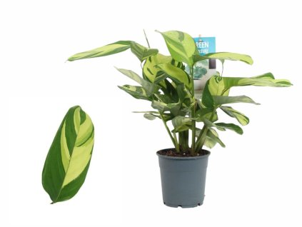 Izbové rastliny Calathea Pilosa