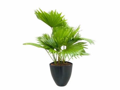 Izbové rastliny Livistona rotundifolia v čiernej keramike