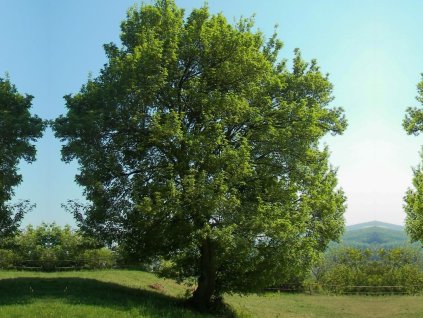 Javor poľný 140-160cm - Acer campestre, kont. 15 l