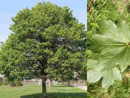 Javor horský 190-220cm - Acer pseudoplatanus, kont. 18 l