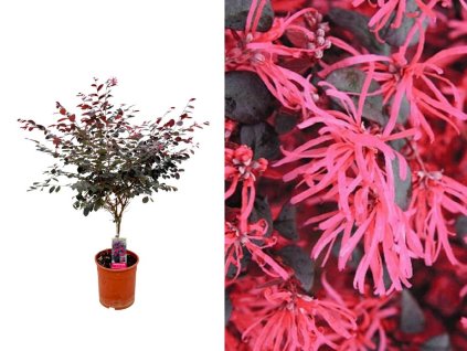 Dreviny na kmienku Loropetalum čínske Black Pearl na kmienku(1)