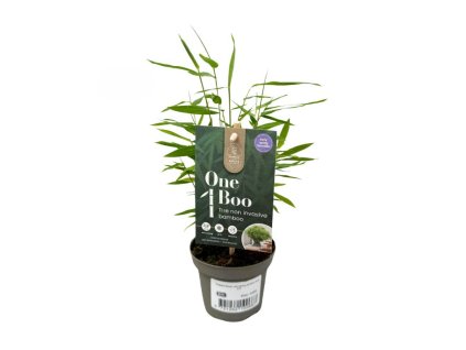 Bambus Fargesia Gansu neinvazívny 20-30cm(3)