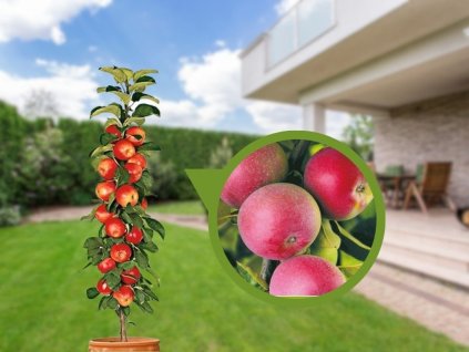 Jabloň stĺpovitá Mcintosh Wijcik 90-110cm, podpník M7, kont. 9 l