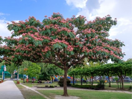 Okrasné stromy Albízia Tropical Dream 70 100 cm