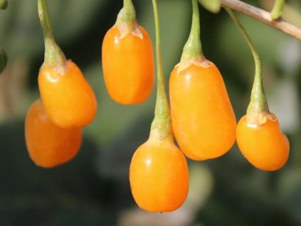 Drobné ovocie Kustovnica čínska ‘Golden Goji’(3)