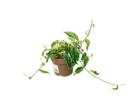 Izbové rastliny Ficus sagittata variegata(2)