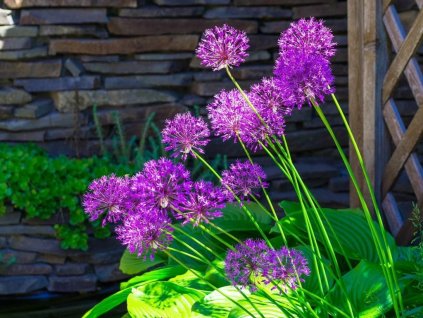 Cibuľoviny Okrasný cesnak Purple Sensation 5 ks(1)