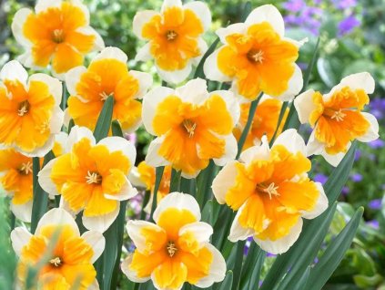 Narcis Orangery 5 ks v balení