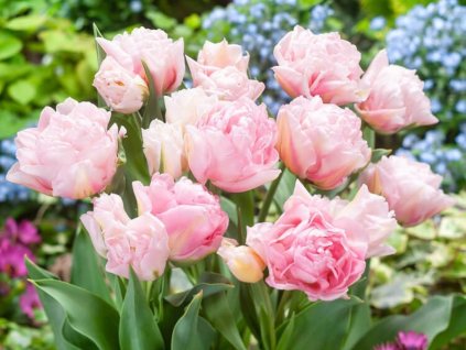 Cibuľoviny Tulipán Dreamer 5 ks