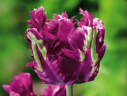 Cibuľoviny Tulipán Parrot Negrita 7 ks