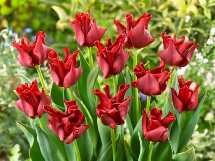 Cibuľoviny Tulipán Red Dress 5 ks(1)