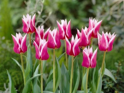 Cibuľoviny Tulipán Claudia 7 ks(5)