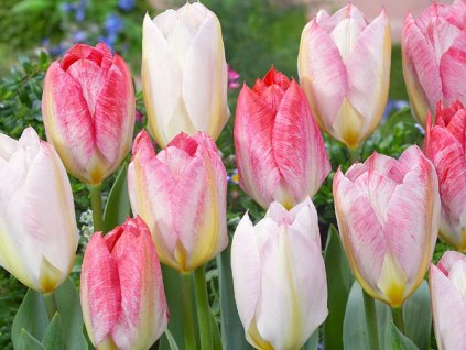 Cibuľoviny Tulipán Flaming Purissima 7 ks(3)